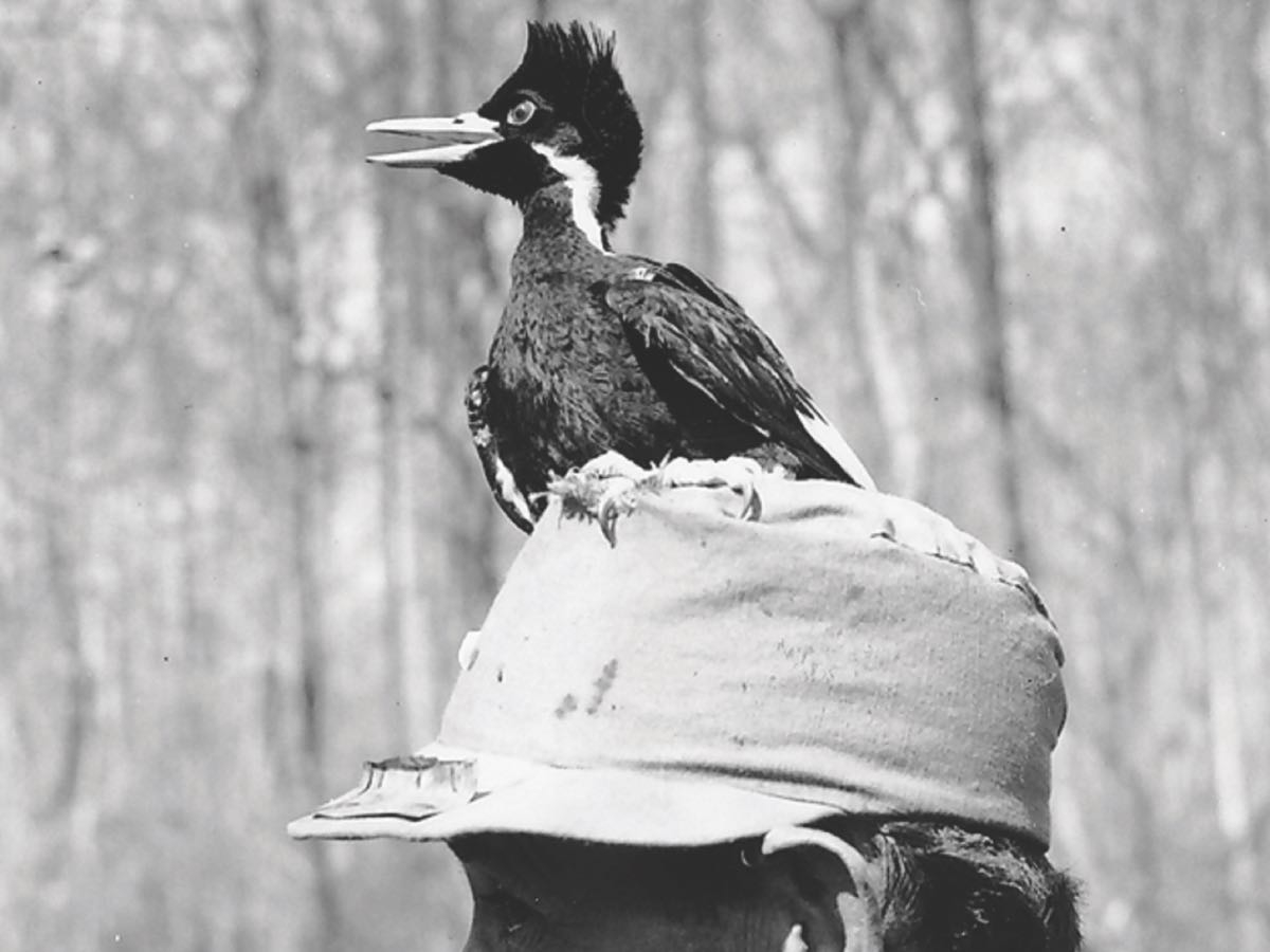 An ivory-billed woodpecker stands atop the hat of J.J. Kuhn, who assisted in recording ivory-billed woodpecker audio in 1935. Dr. James T. Tanner photo