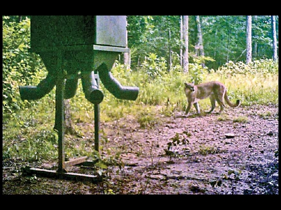 Trail cam pic of a cougar in Tennessee in 2015 (perfect setting to catch one - deer feeder in the foreground). Tennessee Wildlife Resources photo