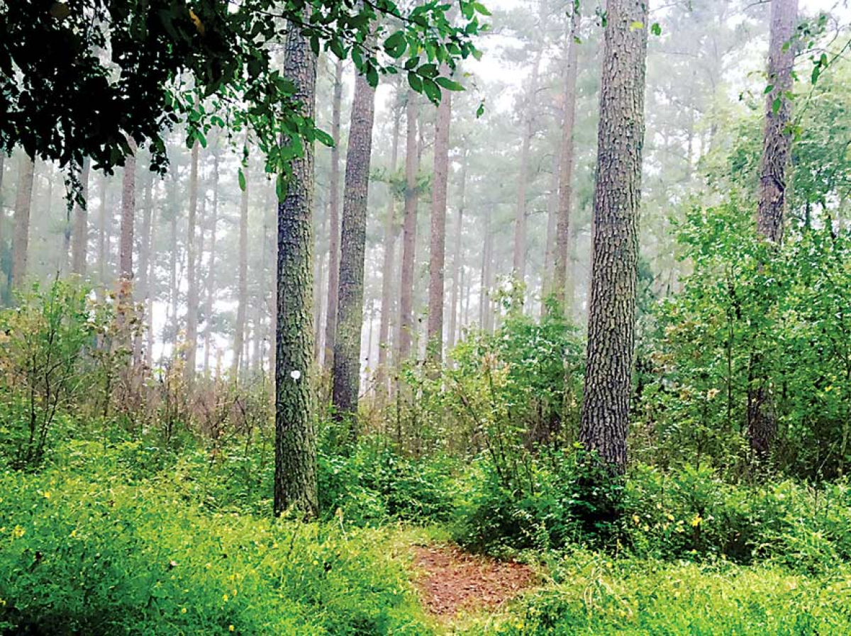 Forest loss could harm water quality, study finds