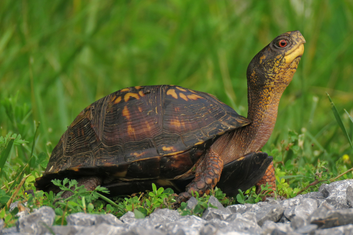 An eastern box turtle (Terrapene carolina) surveys its surroundings as dusk approaches. During the summer, turtles are most active in the morning or after rain, and during spring and fall they’re active throughout the day.