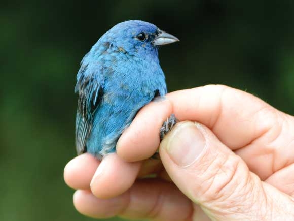 Winged wonder: Bird study gets up close with WNC’s avian residents