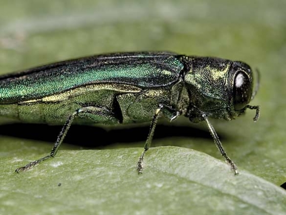 Ash borer found in Asheville