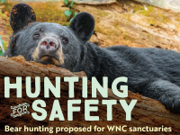 A shift for sanctuaries: Wildlife Commission considers opening new areas to bear hunting