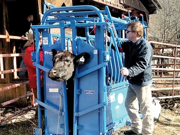 Cattle working equipment available for community use