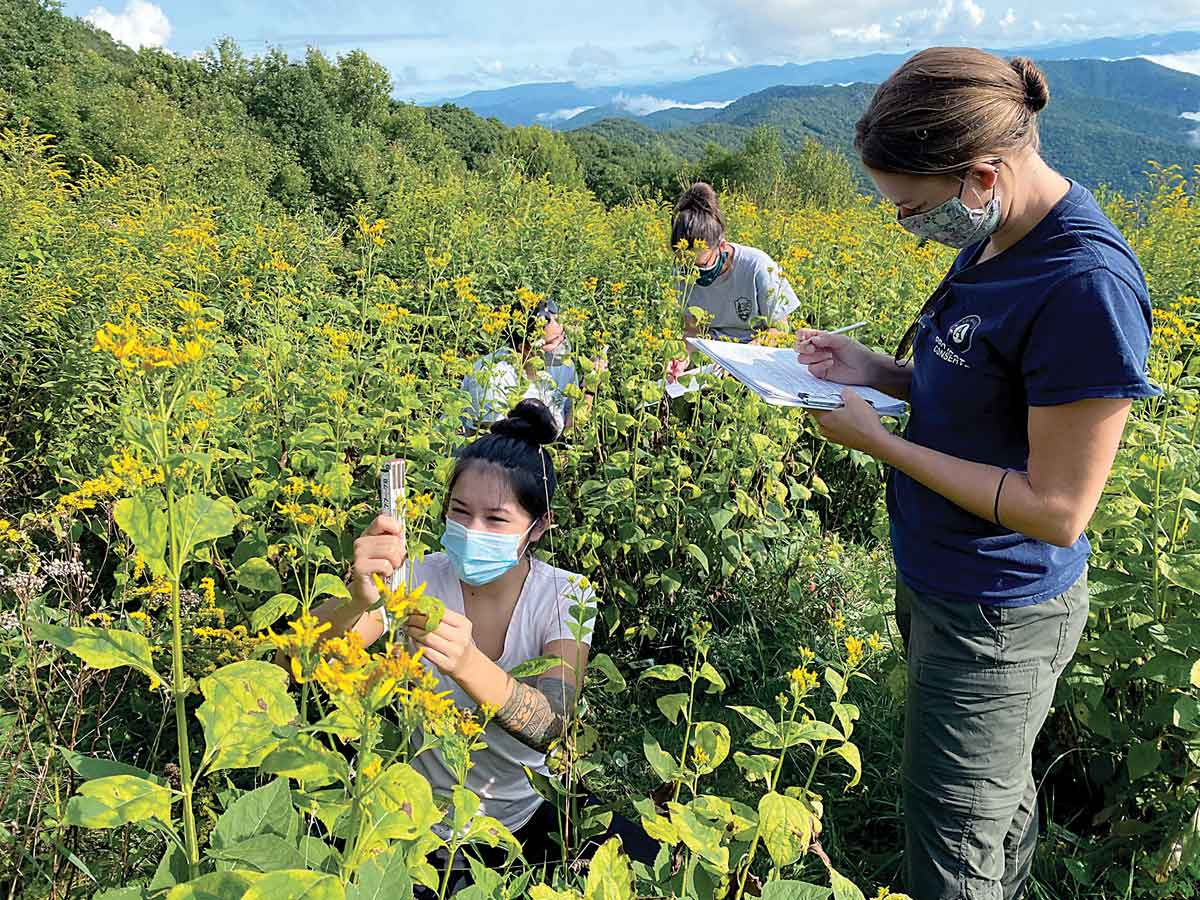 The ozone garden biomonitoring project at Purchase Knob is one of many different curriculum-based community science projects coordinated with Tennessee and North Carolina middle and high schools. Parks as Classrooms photo