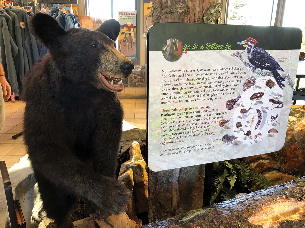 Featuring a stuffed black bear, a new exhibit tells visitors about the vast array of life that can exist inside a fallen log. BRP Foundation photo