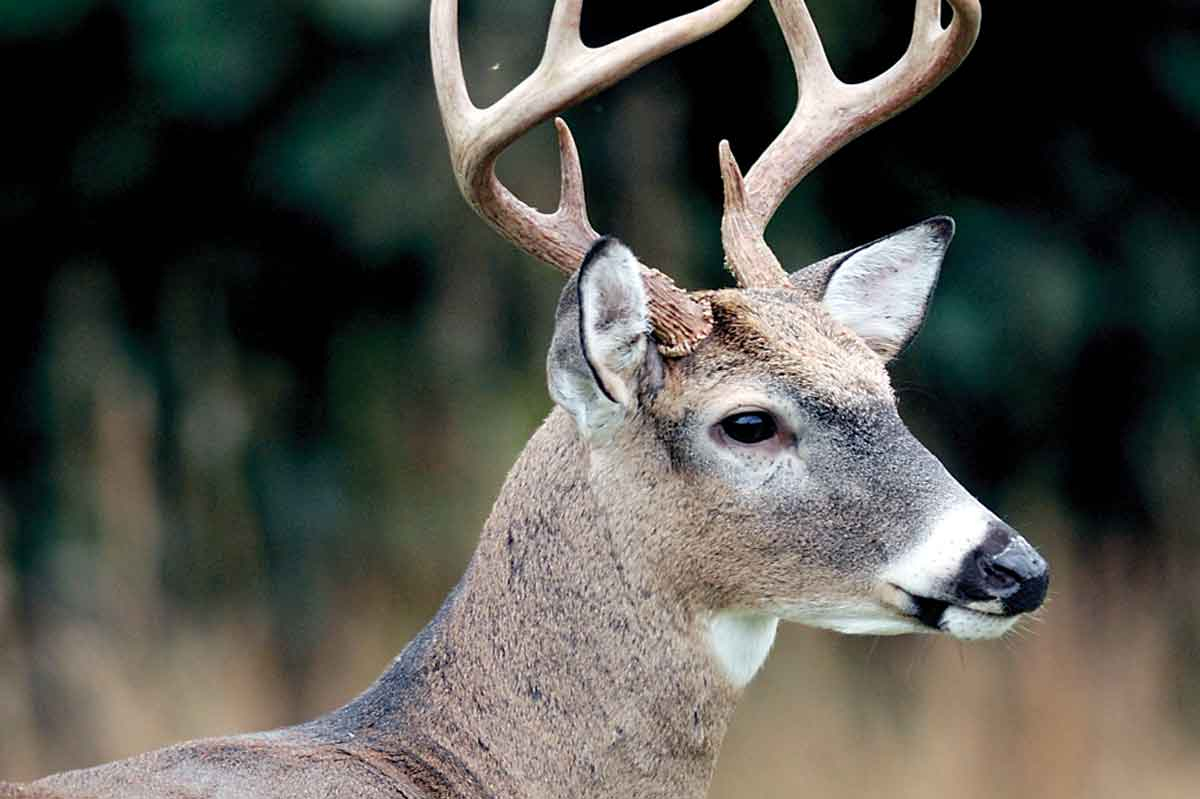 White-tailed deer. File photo
