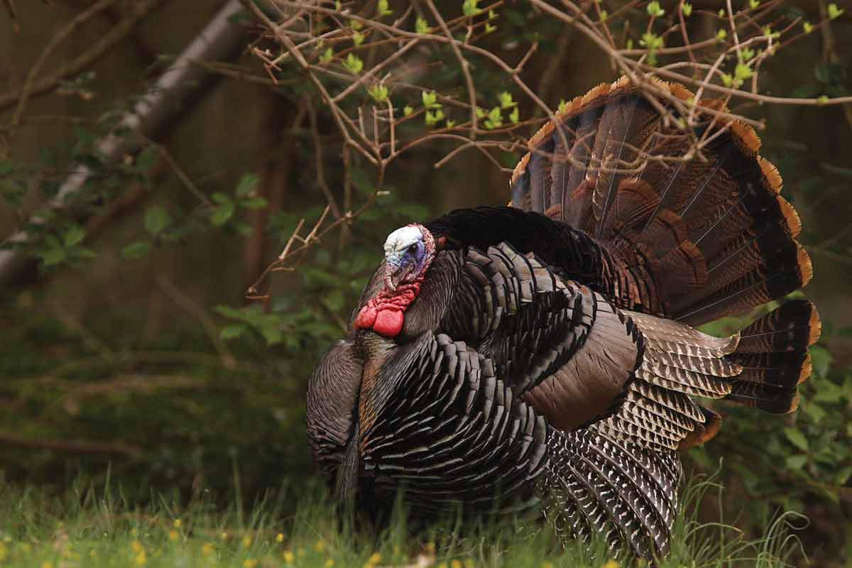 Turkey season opens this week. Tom Reichner photo