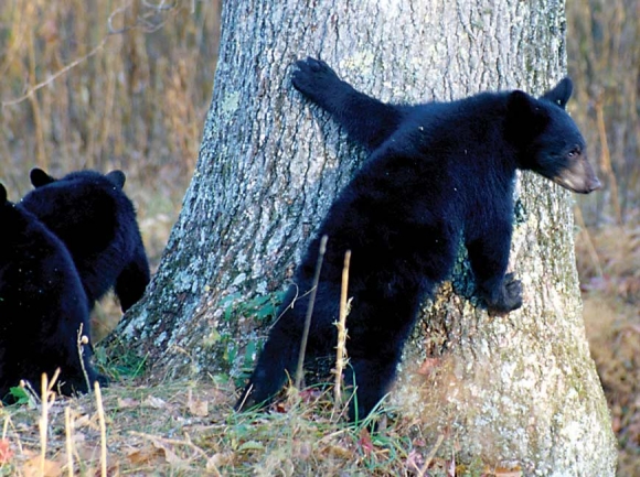 Grant funds Smokies bear cable repairs