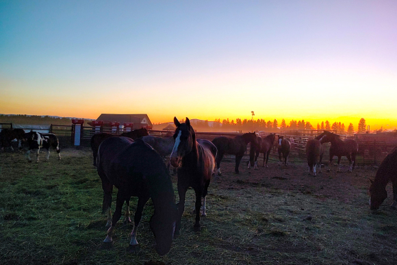 A horse-of-course in Whitefish, Montana. Garret K. Woodward photo