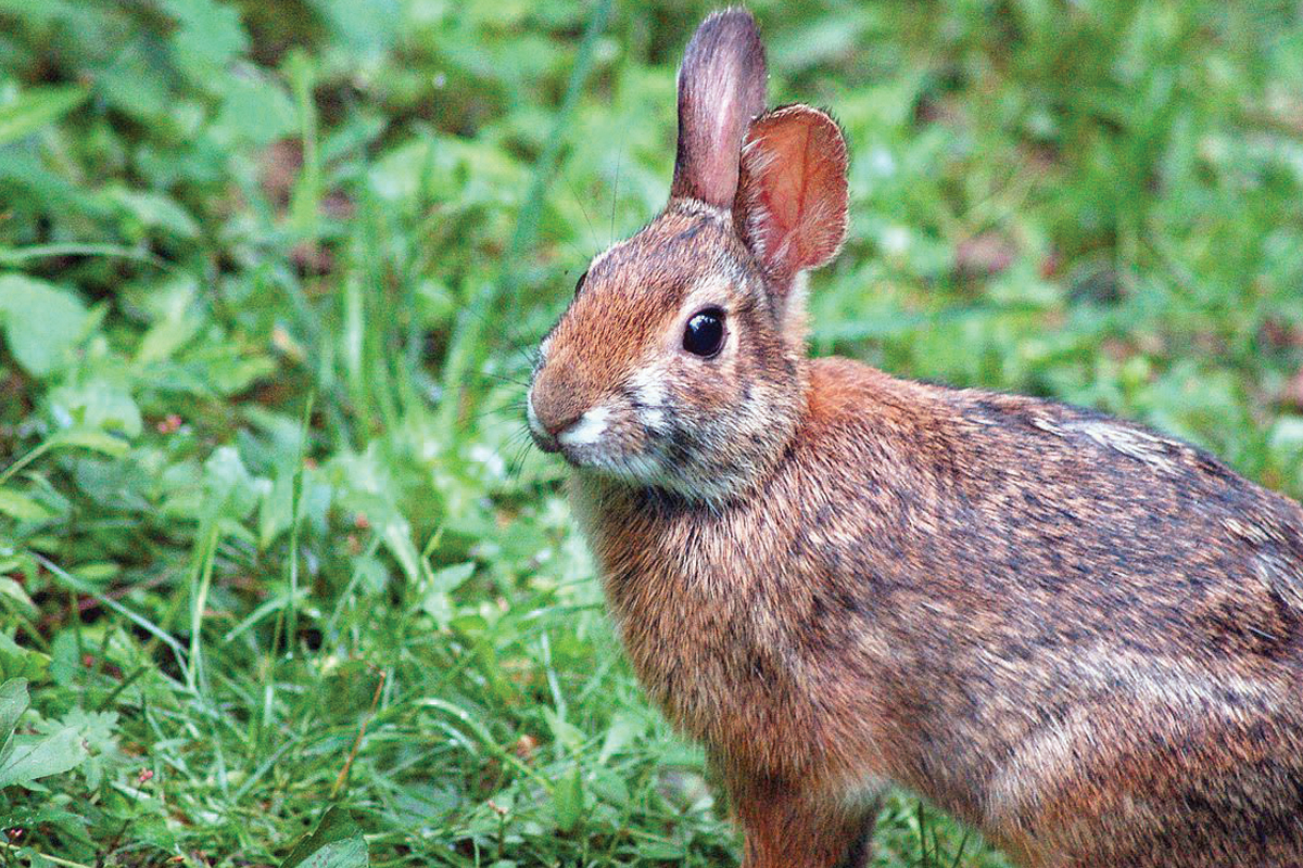 The rare, elusive Appalachian cottontail is found in Western North Carolina. Donated photo