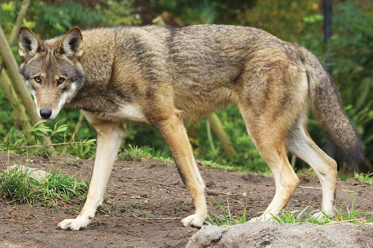 The U.S. Fish and Wildlife Service estimates that only 17-19 red wolves live in the wild, with 235 in captivity. USFWS photo