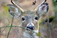Up Moses Creek: Buck Fever