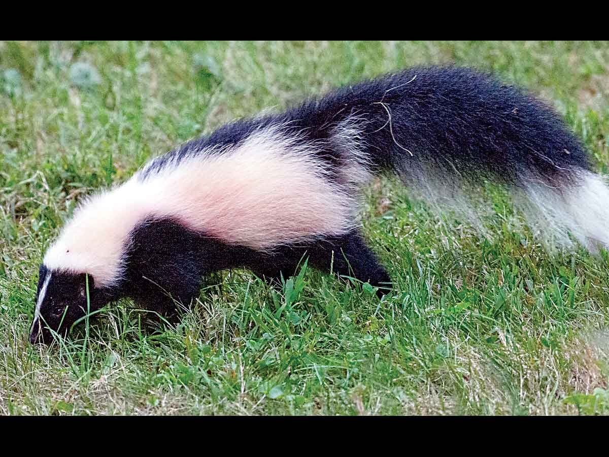 Skunks are equipped with two scent glands that they can deploy to a range of 15 feet. Fred Coyle photo