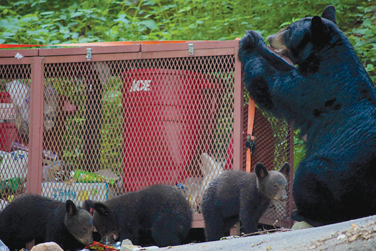 When bears learn to rely on unsecured garbage for food, they can become aggressive and dangerous, creating a risky situation for both bears and humans. Sarah Robinette photo