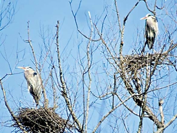 The Naturalist&#039;s Corner: Today’s pterodactyl