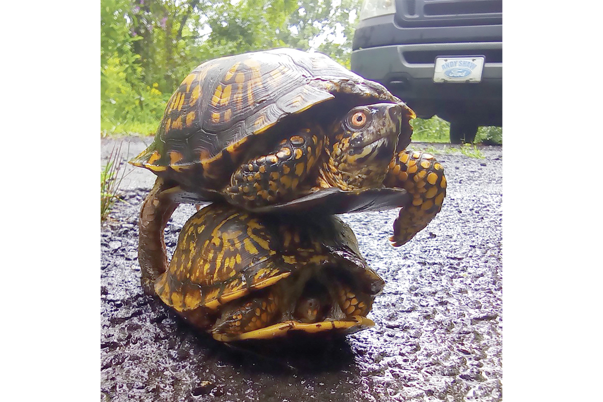 Jon Ogburn came across these eastern box turtles mating in his driveway. The male’s concave belly shell makes mating easier, but even so it’s a precarious position. Jon Ogburn photo