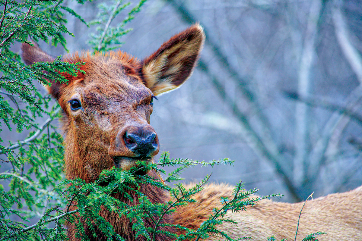 RMEF helps conserve wildlife habitat in North Carolina