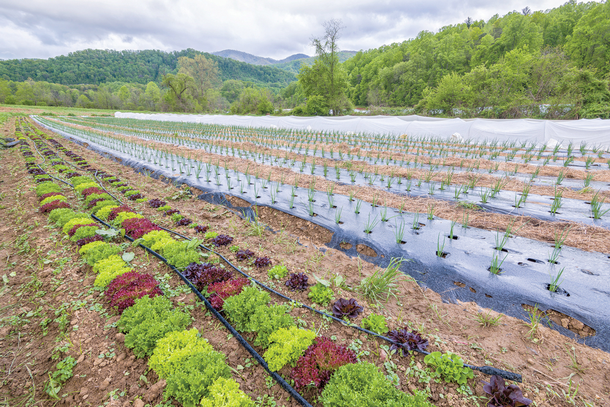 Among the 29 acres protected is scenic farmland. Donated photo