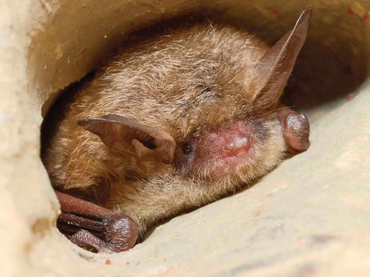 White-nose syndrome is killing 90% of tri-colored bats in the colonies it affects. Pete Pattavina/USFWS photo