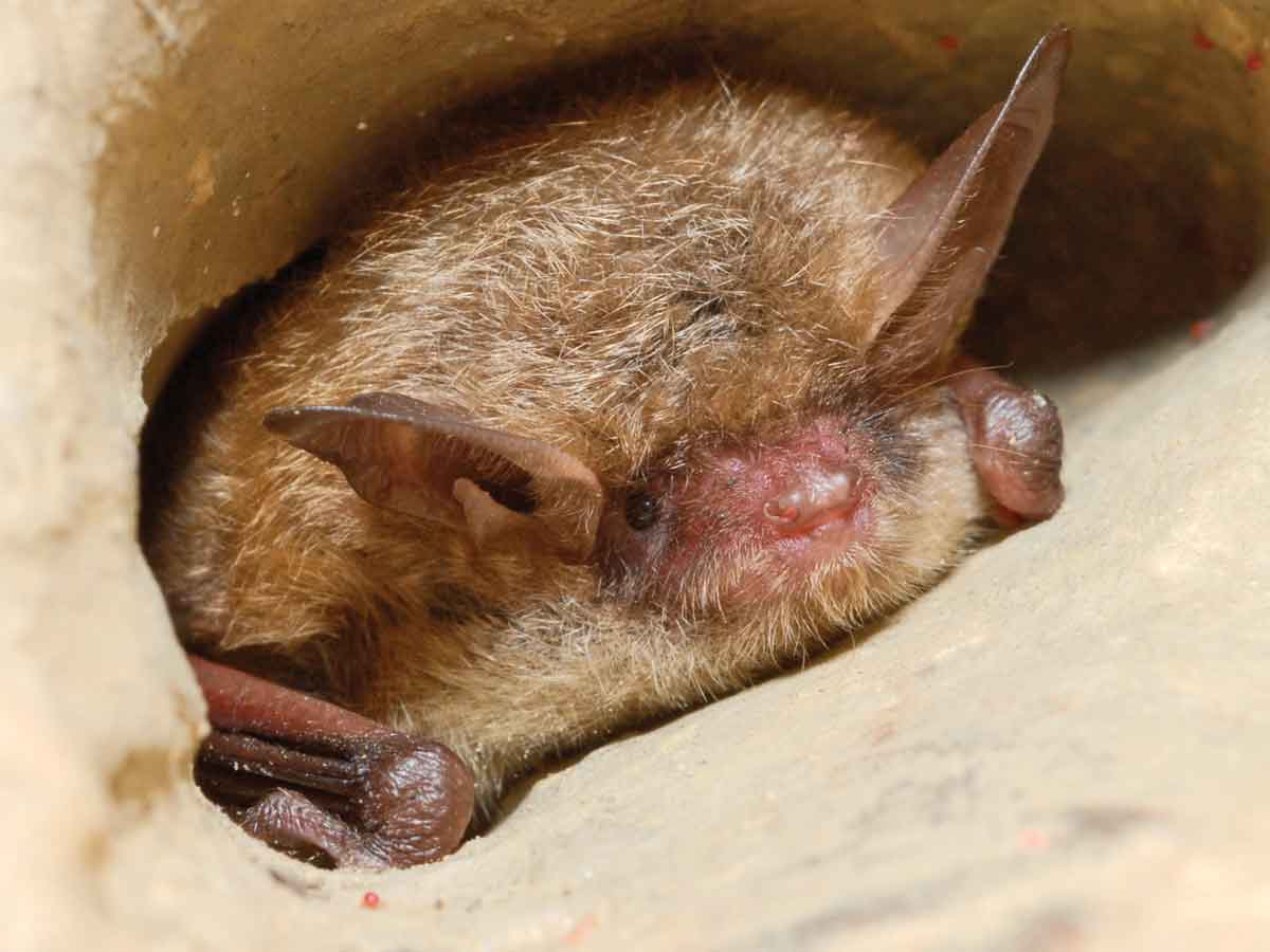 White-nose syndrome is killing 90% of tri-colored bats in the colonies it affects. Pete Pattavina/USFWS photo
