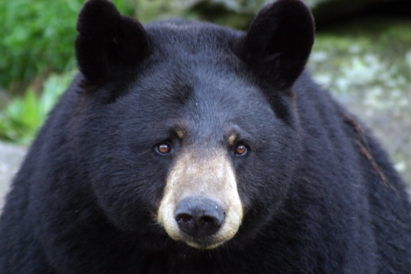 Grandfather Mountain mourns loss of Gerry the black bear