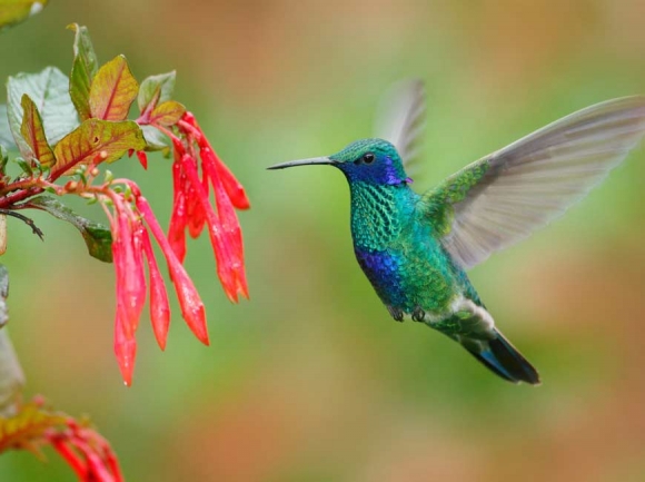 She comes with the hummingbirds