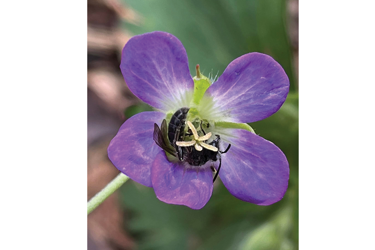 Orders for the native plant sale are now accepted through April 15. Donated photo