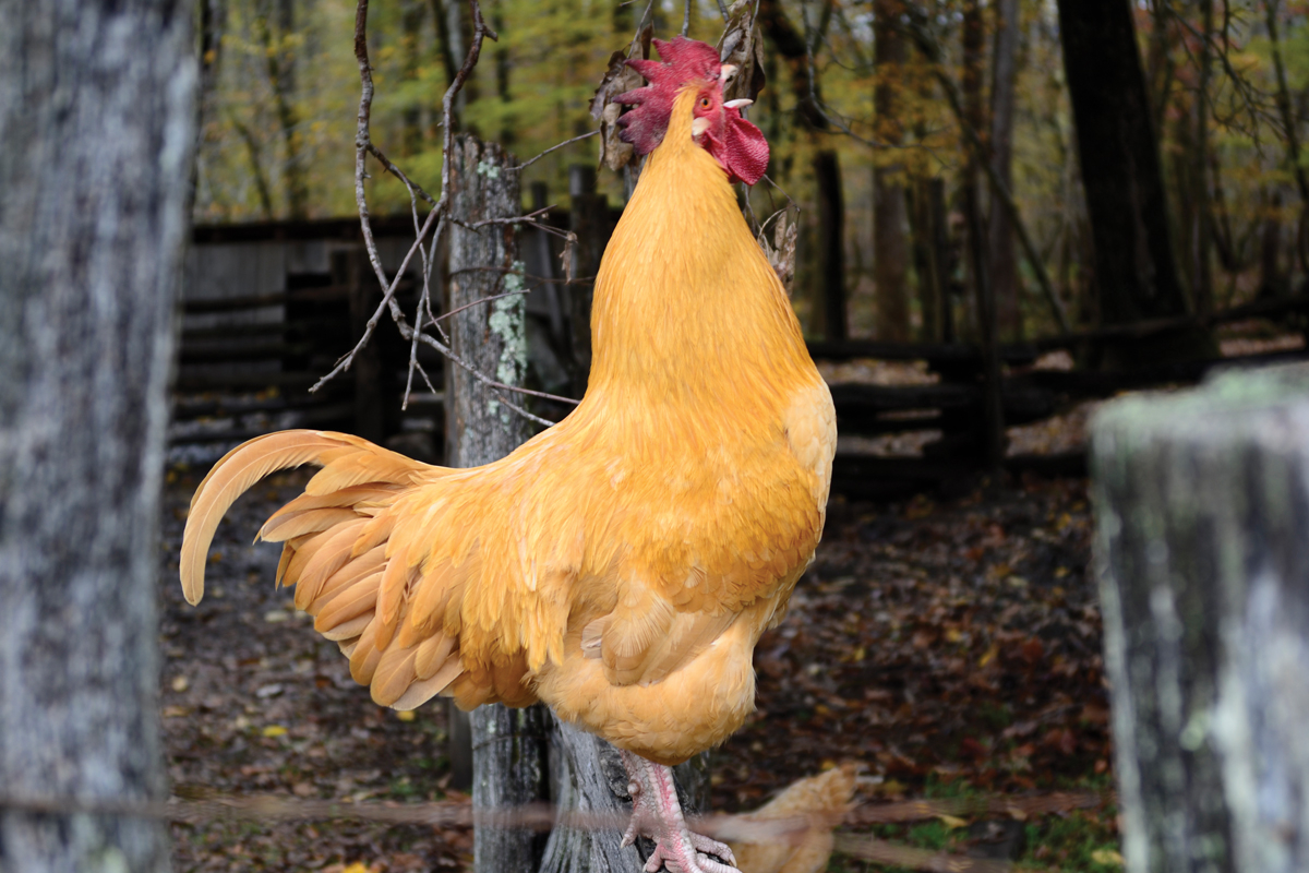 Word from the Smokies: The chickens of Oconaluftee