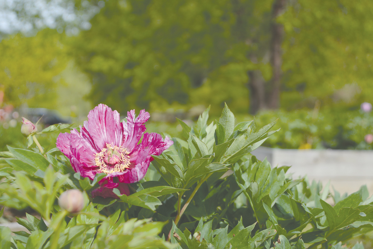 A peony flower opens in the morning light at Wildcat Ridge Farm. Holly Kays photo