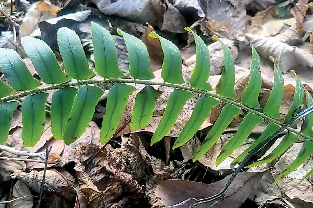 Christmas fern (Polystichum acrostichoides) is common throughout the mountain region and often used in Christmas decorations. Adam Bigelow photo 