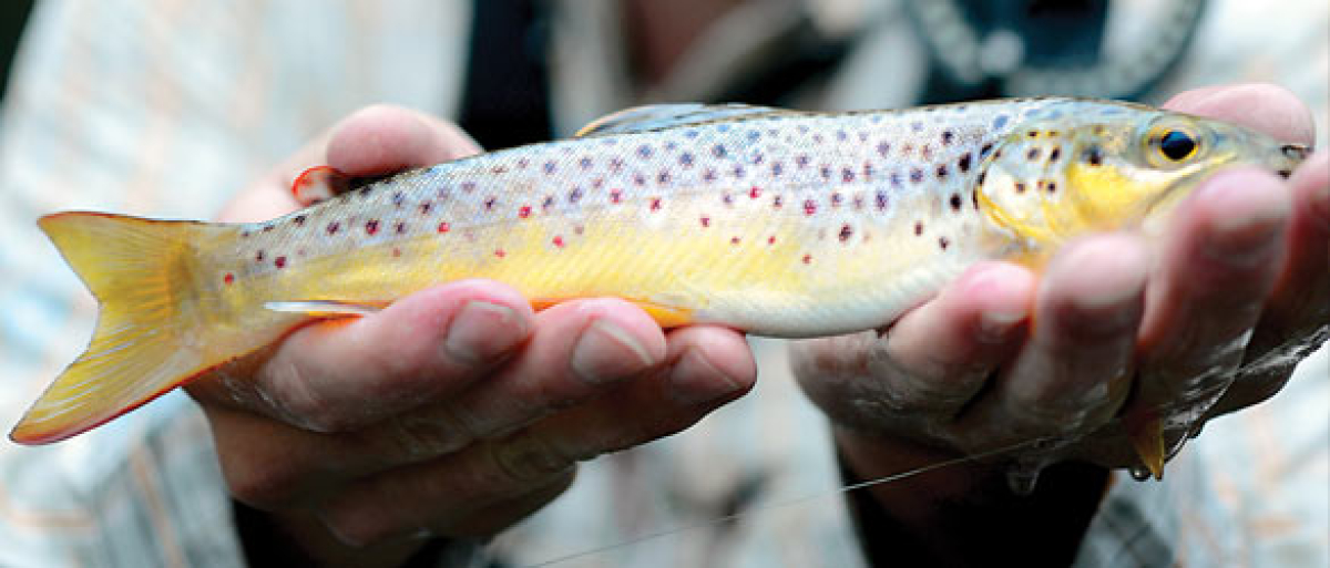 Talk trout with TU