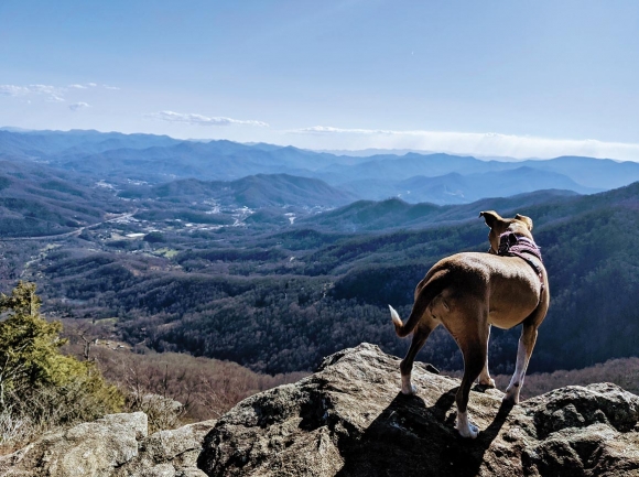 A four-legged hiker takes in the early March view from the Pinnacle. Holly Kays photo