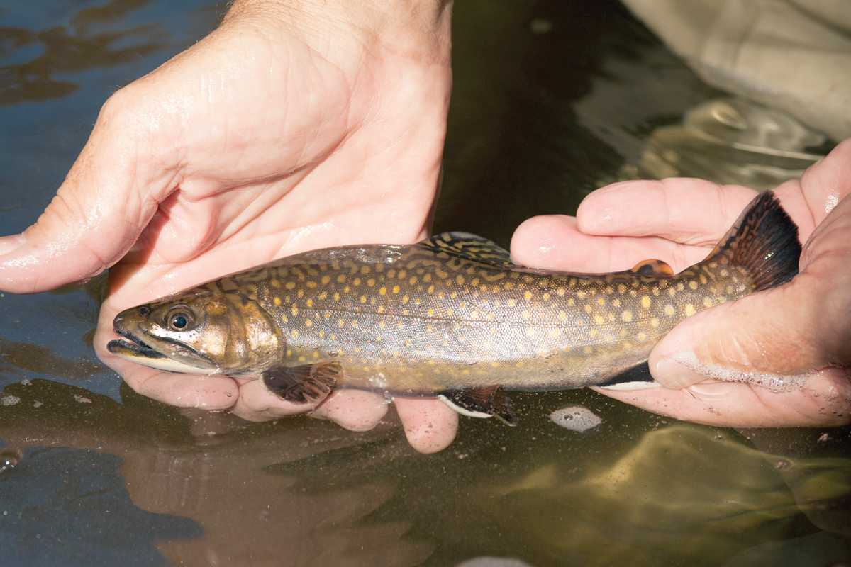 Because trout require clean, cold water, trout fishing goes hand-in-hand with environmental conservation. NCWRC photo 