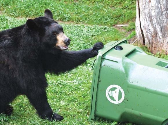 Black bear. Casey G. Duke photo