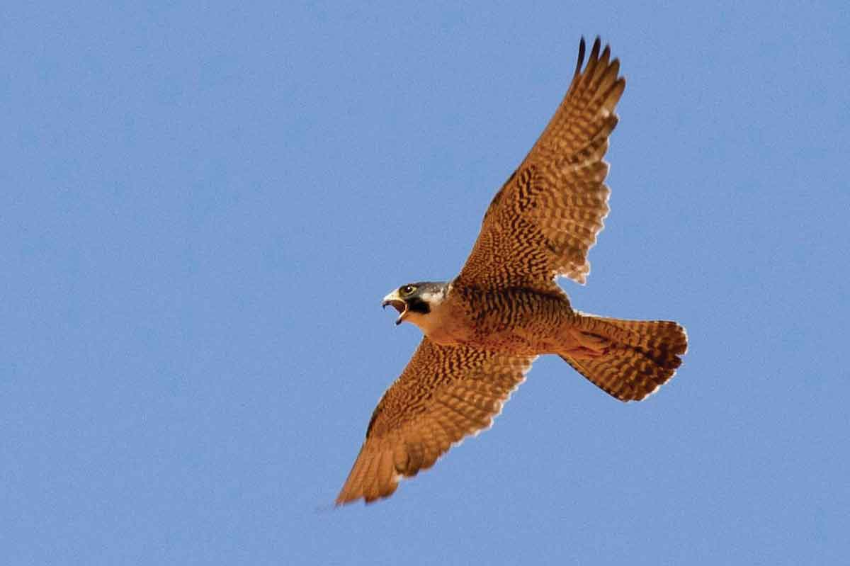 A peregrine falcon soars through the sky. USFS photo 