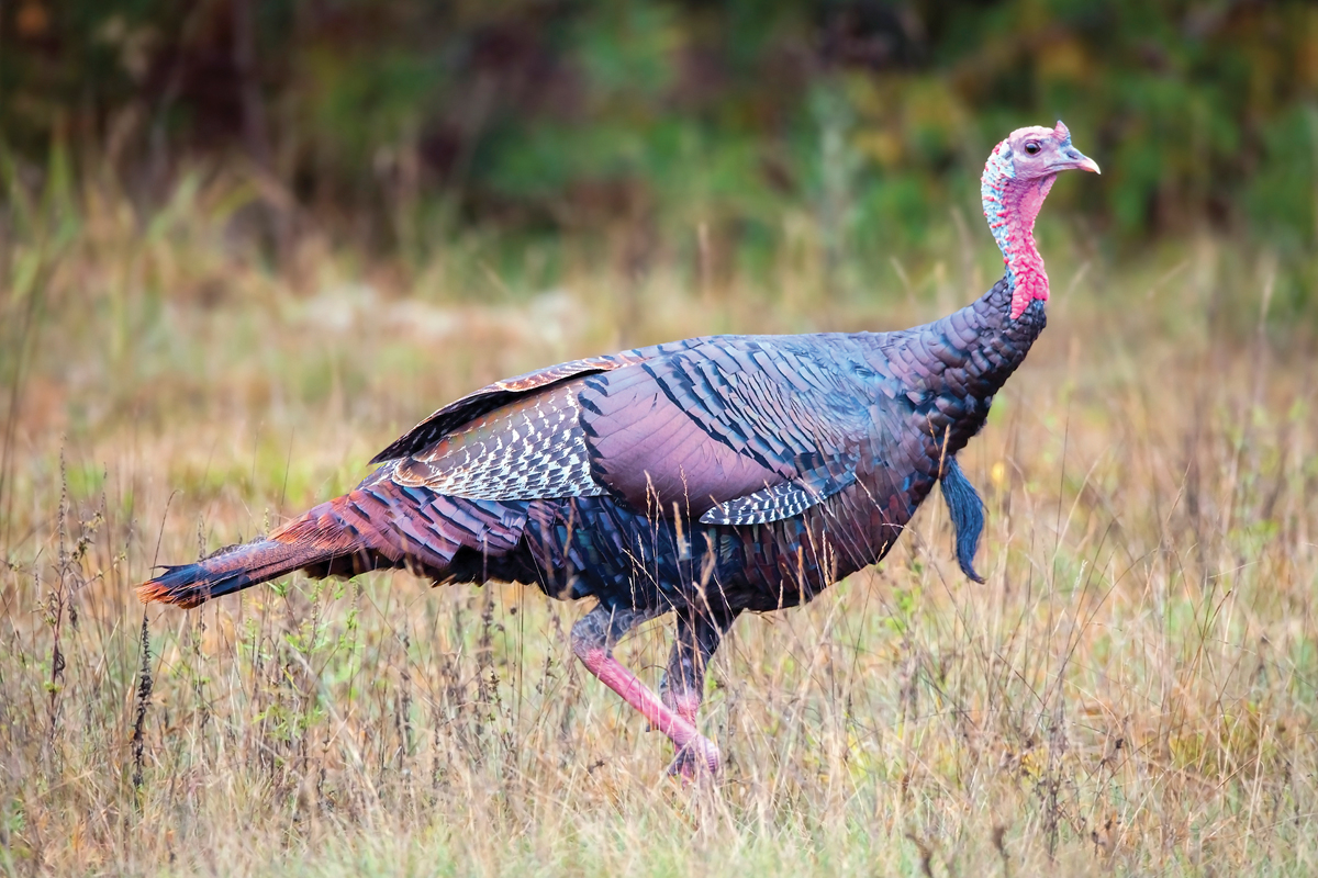 The male eastern wild turkey has dark plumage with striking  bronze, copper and green iridescent colors. Warren Lynn photo