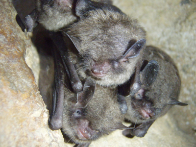 Cave bats in crisis - Great Smoky Mountains National Park (U.S.