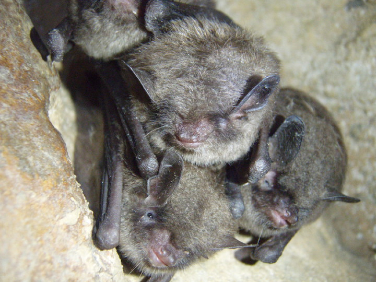 One mammal protected by the Endangered Species Act, which turns 50 on December 28, is the endangered Indiana bat, which has declined drastically during the past 40 years despite recovery efforts. A cave in Great Smoky Mountains National Park houses a colony of 6,000–10,000 bats. Anne Froschauer photo