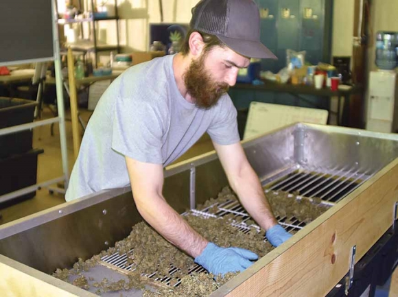 Noah Miller, assistant farmer manager, separates hemp buds through a sifter at Appalachian Growers. Jessi Stone photo