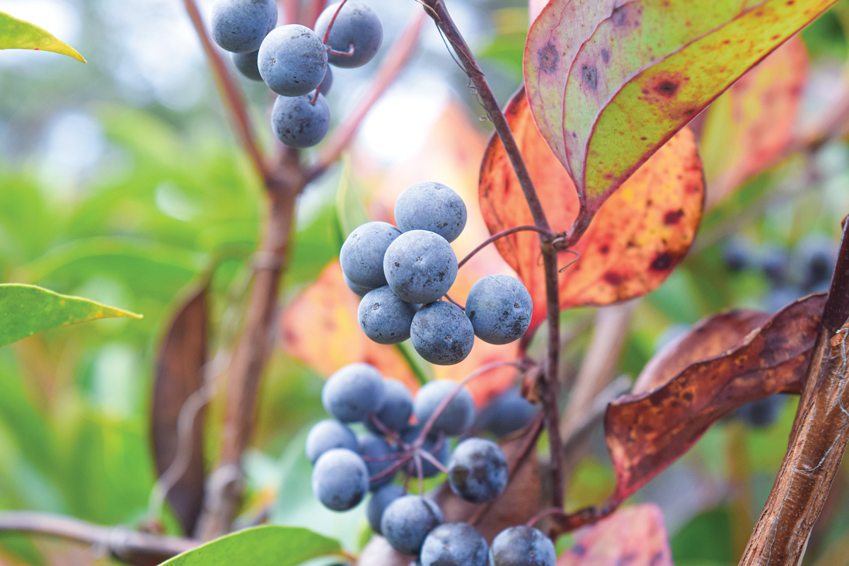 Greenbriers have creamy white flowers in springtime, and their fruits ripen to a blueish black. Adam Bigelow photo