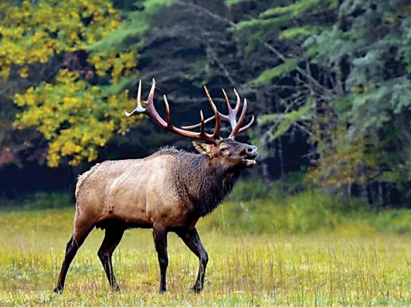 The reintroduced elk have caused a surge in visitation to Cataloochee Valley over the last 18 years. @lookout_photo Photo
