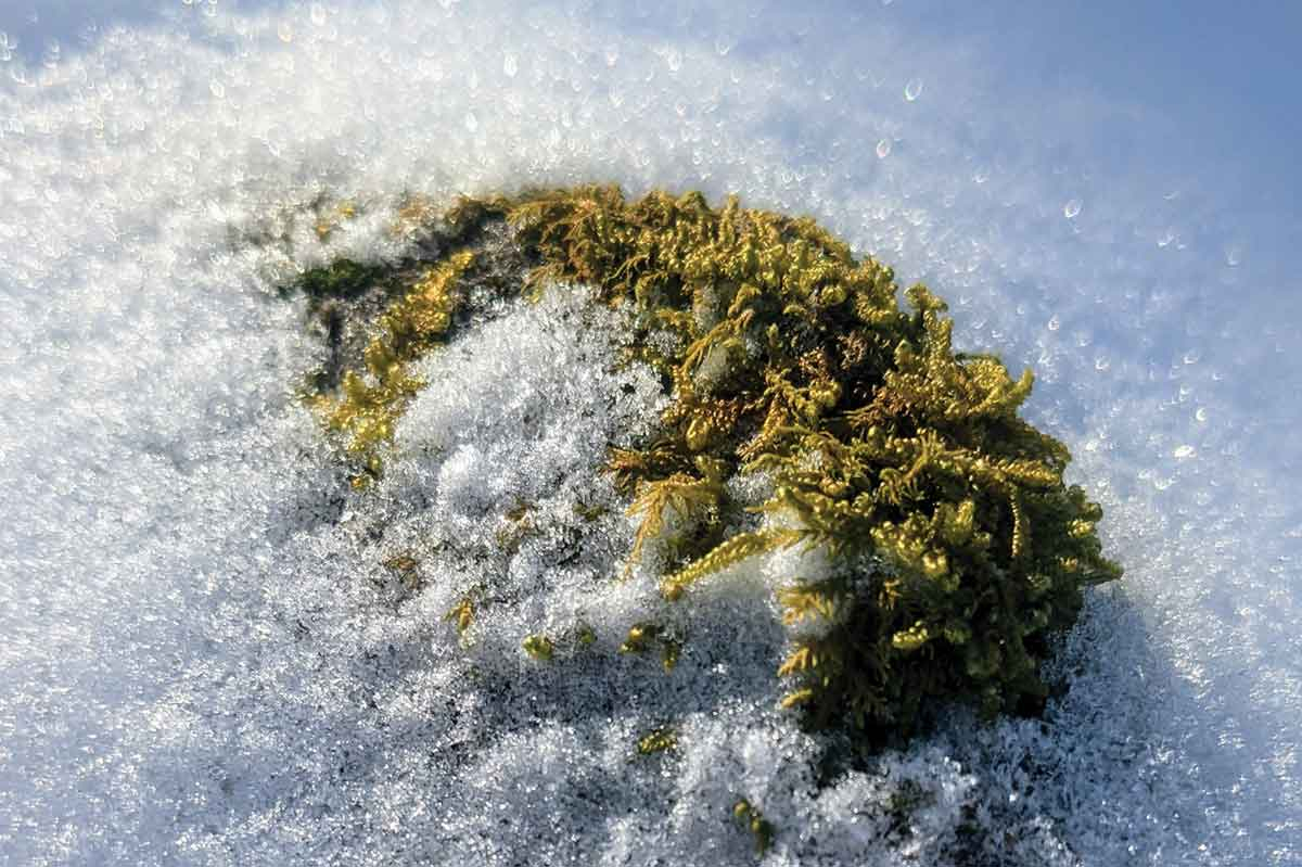 Green moss peeks through a winter dusting. Donated photo