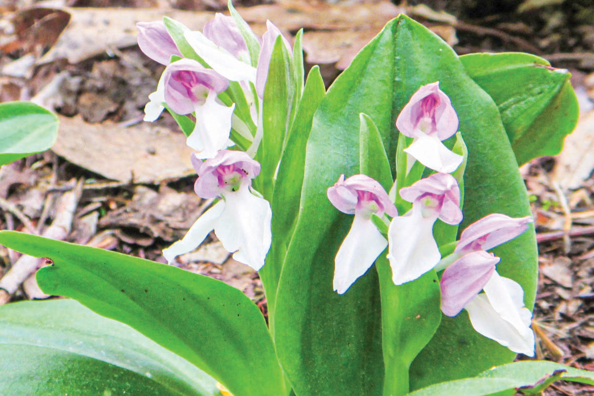 Hike the Smokies with Haywood Waterways