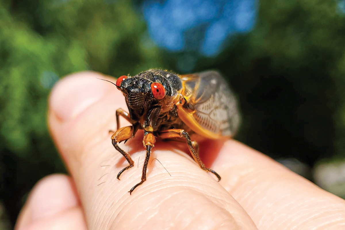 Adult periodical cicadas spend four to six weeks above ground to mate and lay eggs after living underground as immature nymphs for either 13 or 17 years, depending on which brood and species they belong to. Photo by Will Kuhn, Discover Life in America.