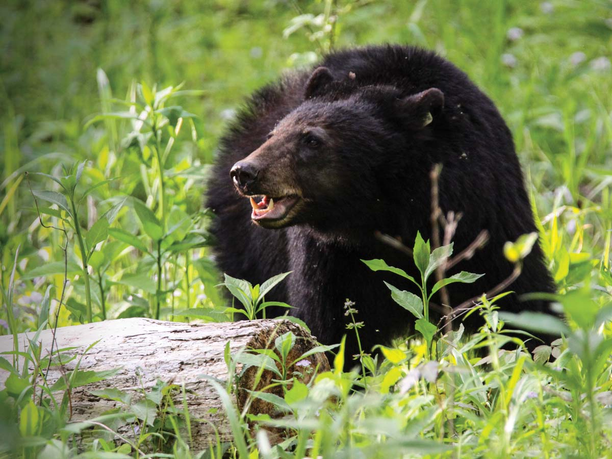 The Great Smoky Mountains National Park is home to 1,909 black bears, according to a recent study. Warren Bielenberg photo