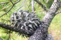 Notes from a plant nerd: In the pines