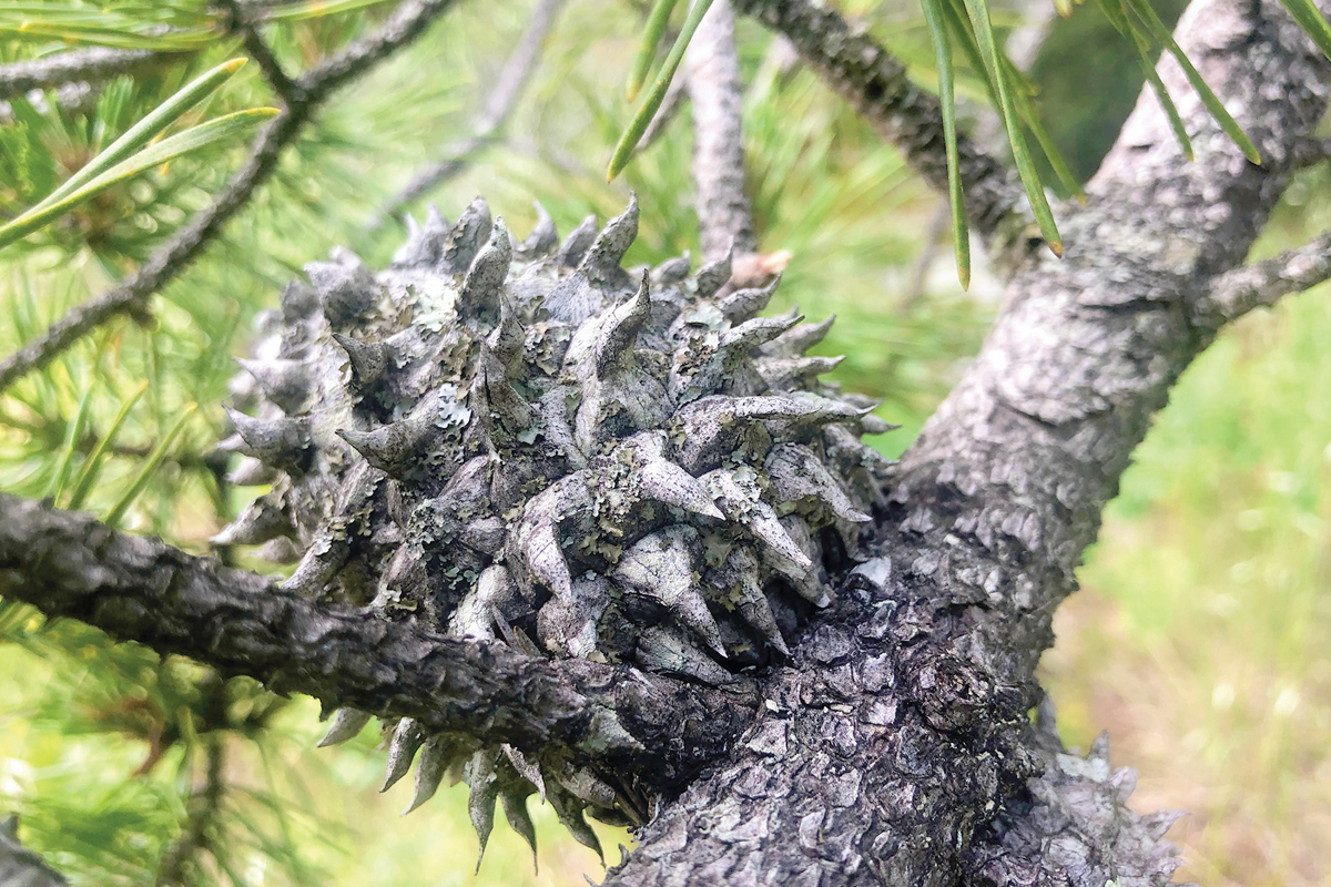 The large, spikey cones of the Table Mountain pine  distinguish it from the four other pine species  that grow in the mountain region. 