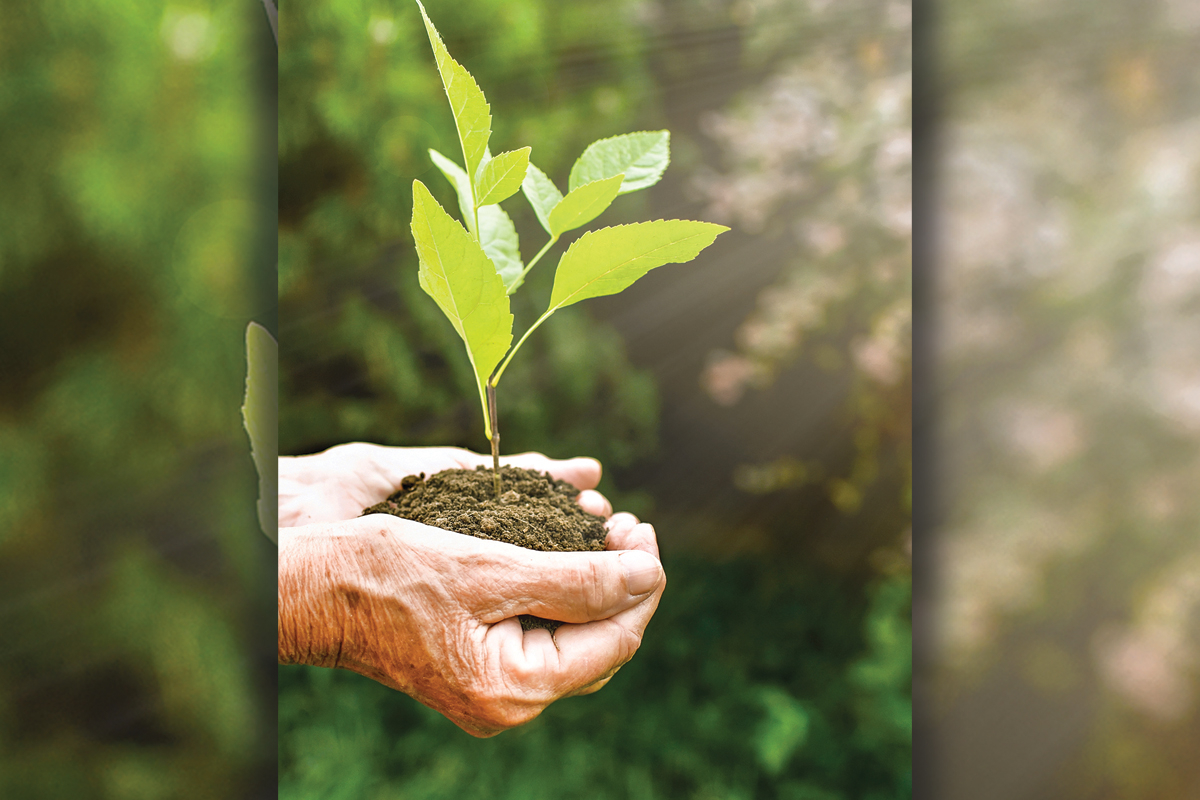 What trees will you plant?