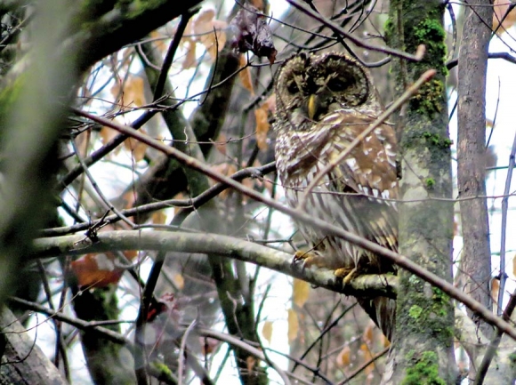 Barred owl spotted on the Balsam Christmas Bird Count. Don Hendershot photo